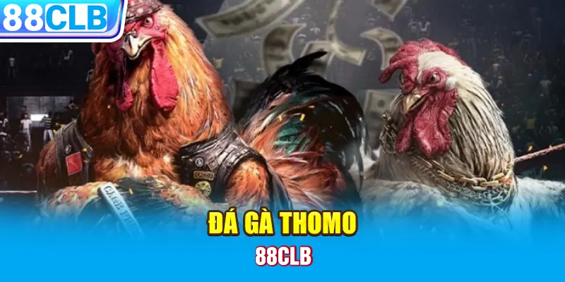 Đá gà Thomo 88CLB